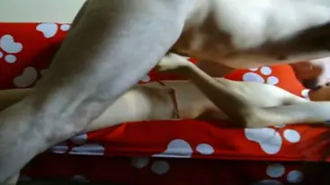 Bokep Jilbab Ukhti Ganas Anak Pesantren